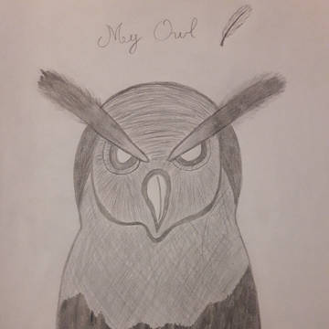 My Owl