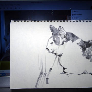 cat