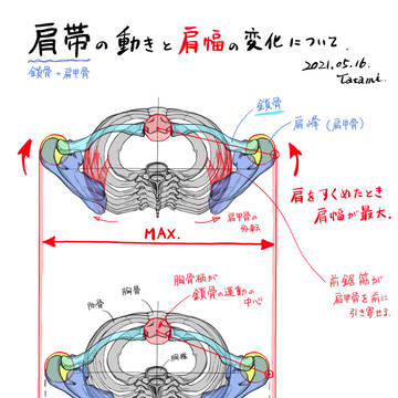 肩帯の動きと肩幅の変化