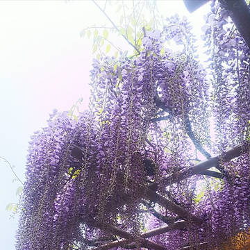 フリー素材  風景  藤棚