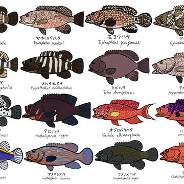 ハタ科のお魚スケッチ その３