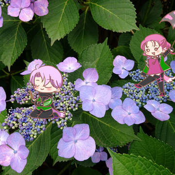 雨と雲と紫陽花