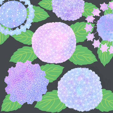 紫陽花いろいろ