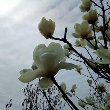 随处可见的花