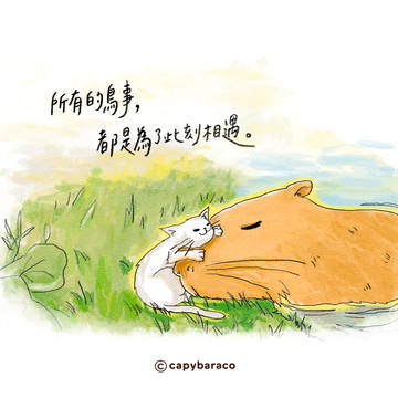 水豚子明信片系列－所有的鳥事都是為了此刻相遇