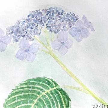 紫陽花