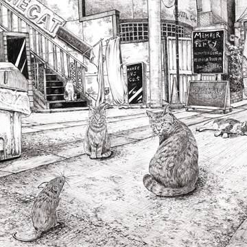 猫との遭遇