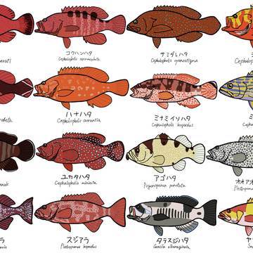 ハタ科のお魚スケッチ その４