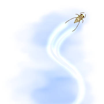 マツモムシ