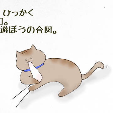ねこと私のまんまる時間