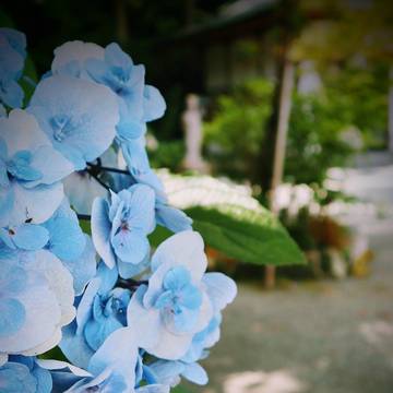 紫陽花