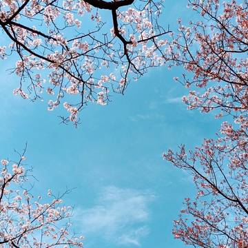 さくら.*✿