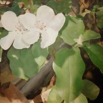 花梨 ―カリン―