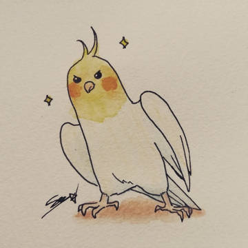 ドヤ顔のオカメインコ13