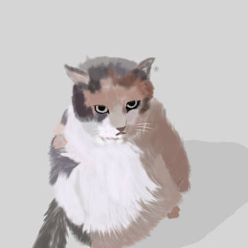 A cat