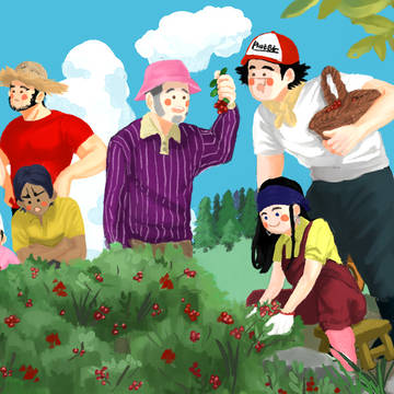 Picking lingonberries