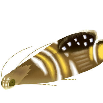 シロオビホソハマキモドキ