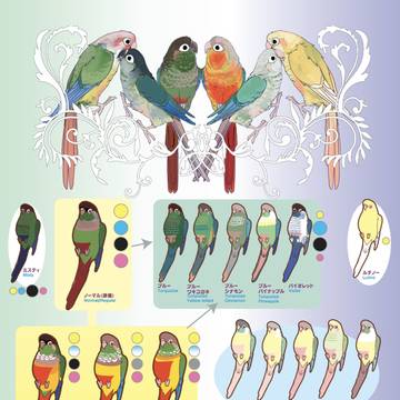 ホオミドリアカオウロコインコ 品種解説