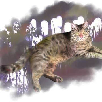121 猫