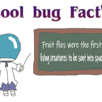 Cool Bug Facts#2