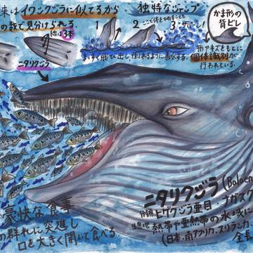 ニタリクジラについて