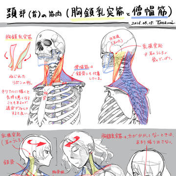 頚部の筋肉(胸鎖乳突筋と僧帽筋)