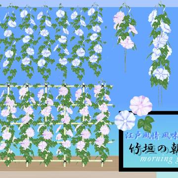 朝顔