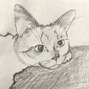 うちの猫