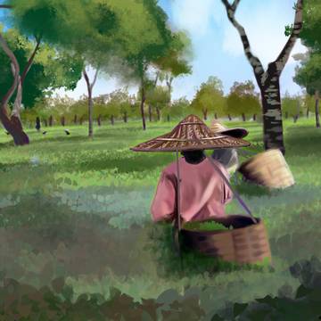 Tea Garden