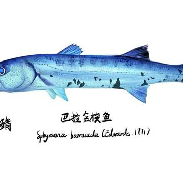 巴拉金梭Sphyraena barracuda