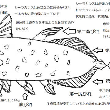 シーラカンスって知ってる?