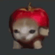 gato manzana