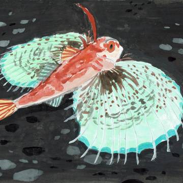 セミホウボウ