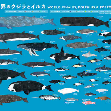 世界のクジラとイルカ