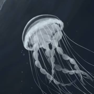 海月