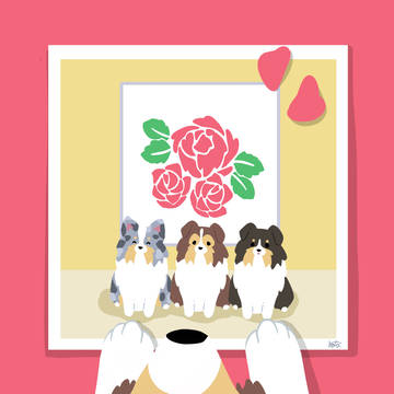 シェルティ×写真