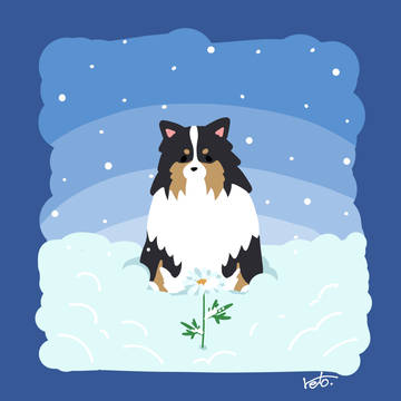 シェルティ×雪が被ってる一本のマーガレット