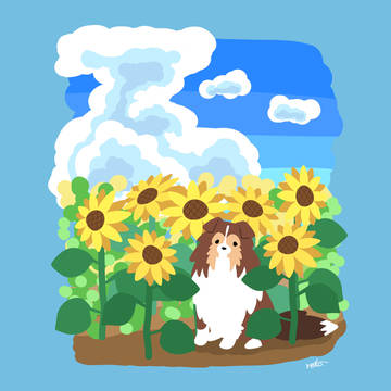 シェルティ×ひまわり