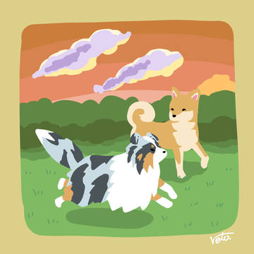 シェルティ&柴犬×仲良しな感じ