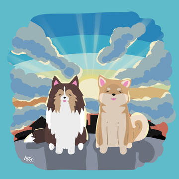 シェルティ&柴犬×朝陽
