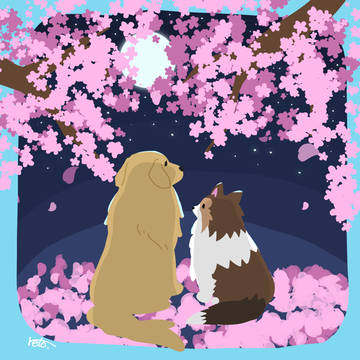 シェルティ&ゴールデン×夜桜