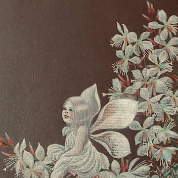 白蝶草