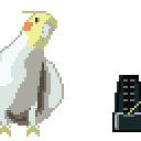 歌うオカメインコ