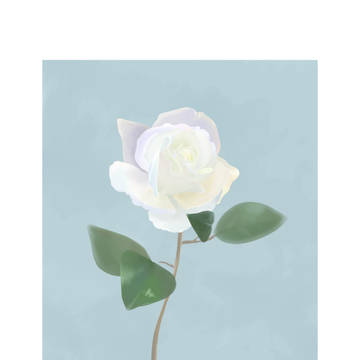 白薔薇