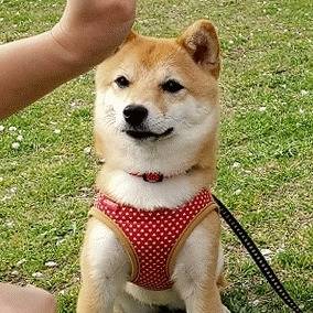 桜の下で