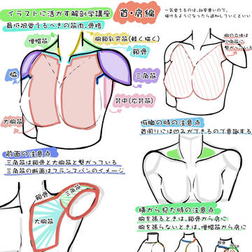 解剖学講座 首・肩編