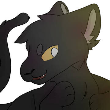 Black cat