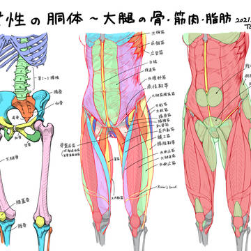 女性の胴体と大腿の構造(骨格、筋肉、脂肪)