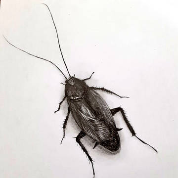 閲覧注意な絵(ゴキブリと大きいクモです)