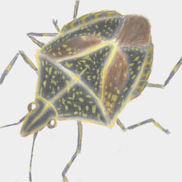 キマダラカメムシ